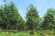 Công ty Cao su Hương Khê: Điêu đứng vì bị dân chiếm đất